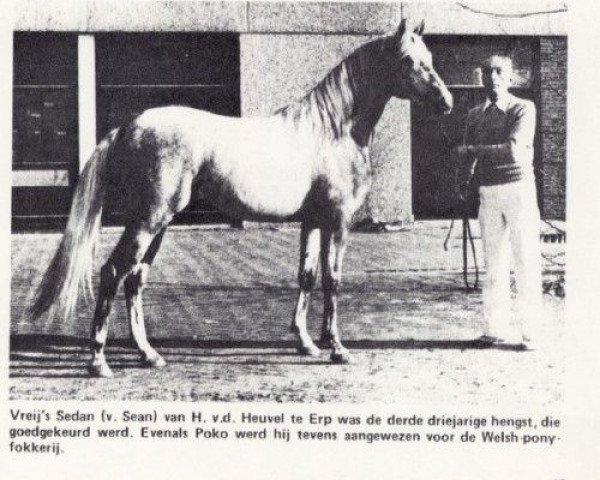 stallion Vreij's Sedan ox (Arabian thoroughbred, 1976, from Sedan ox)