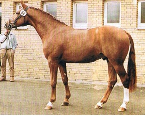stallion Pondor (Trakehner, 1986, from Mandant)