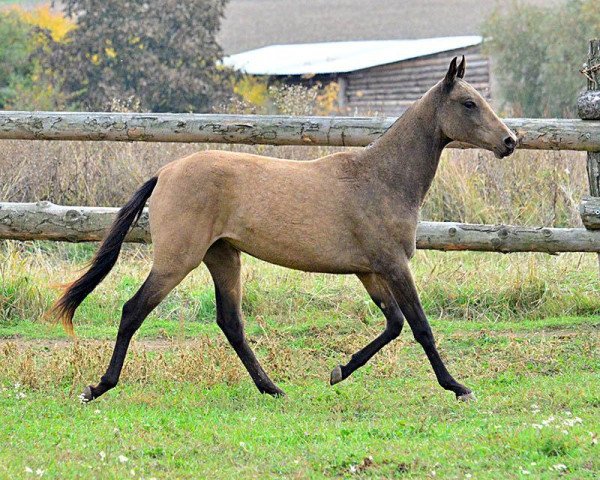 horse Gultekin (Akhal-Teke, 2012, from Lamart)