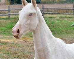 horse Yalanpak (Akhal-Teke, 2012, from Prospekt)