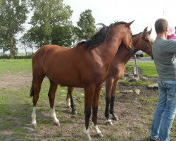 Springpferd Cevin (Holsteiner, 2014, von Clarcon)