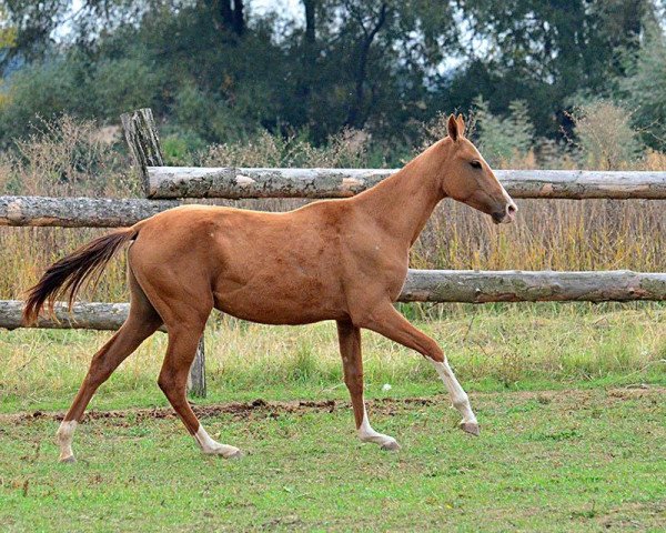 broodmare Morandi (Akhal-Teke, 2012, from Abebe)