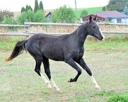 horse Djigan (Akhal-Teke, 2012, from Gadjikhan)