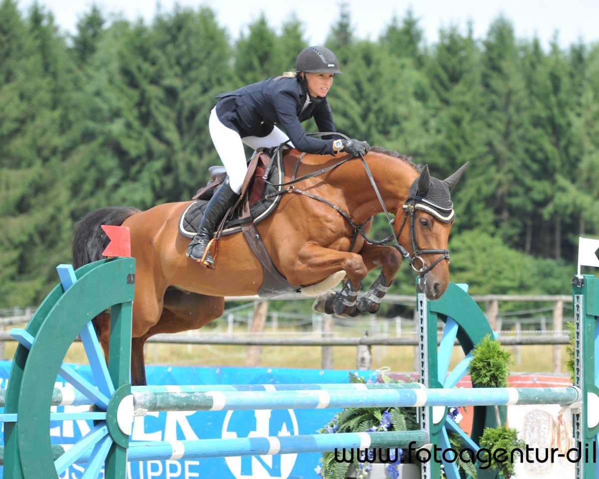 Springpferd Ciao Piccolo Bs (Holsteiner, 2008, von Canturano I)