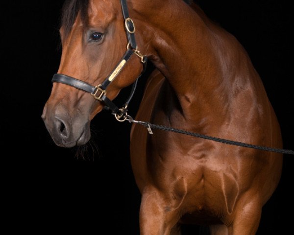 broodmare Desire Gold (Bavarian, 2005, from Carry Gold)