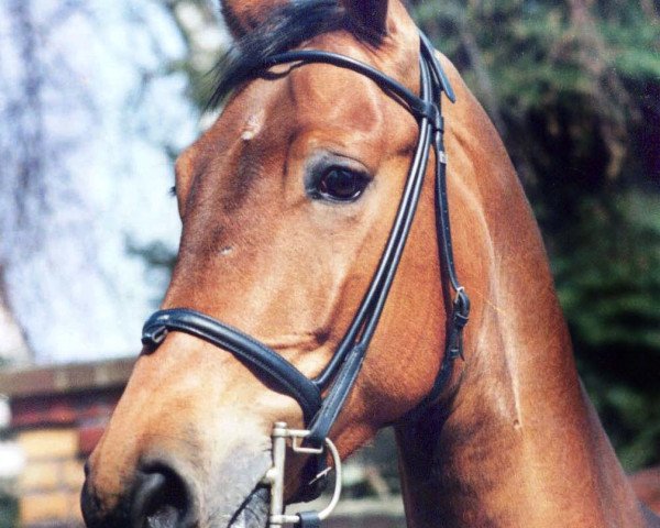 broodmare Finett (Rhinelander, 1982, from Frühlingsball)