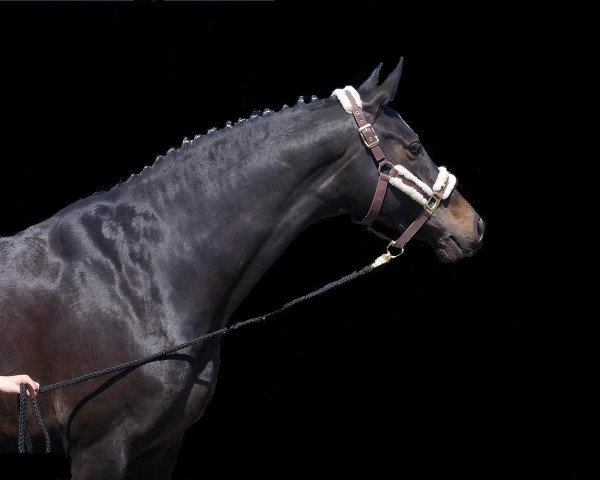 horse Wild Princess (Holsteiner, 2006, from Lucky Champ)