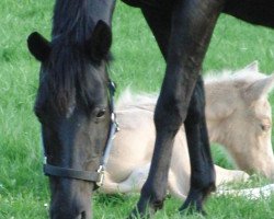 broodmare Arabella (German Riding Pony, 1991, from Nightfire)