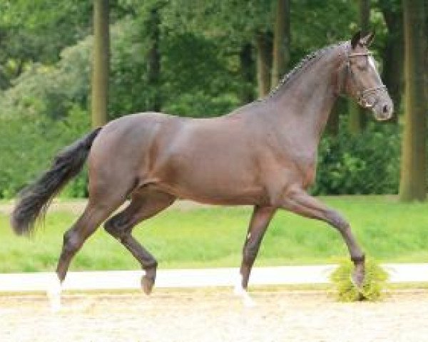 dressage horse Federball (Hanoverian, 2011, from Fürst Nymphenburg)