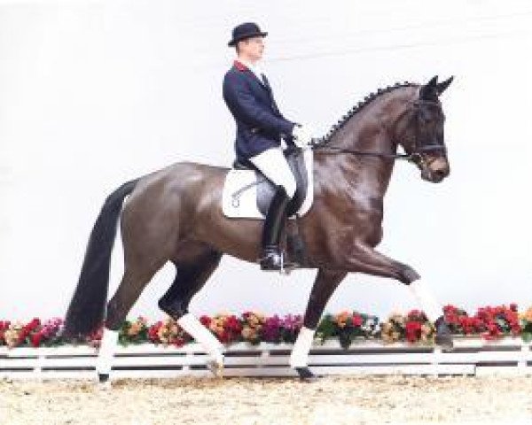 dressage horse Assich's Wild Rose (Oldenburg, 2010, from Sarkozy 3)