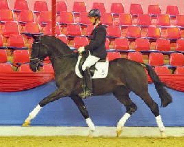 dressage horse Destino 91 (Westphalian, 2011, from Desperados FRH)