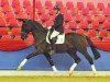 dressage horse Destino 91 (Westphalian, 2011, from Desperados FRH)