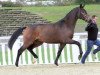 dressage horse Dublin (Oldenburg, 2011, from Desperados FRH)