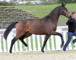 dressage horse Dublin (Oldenburg, 2011, from Desperados FRH)