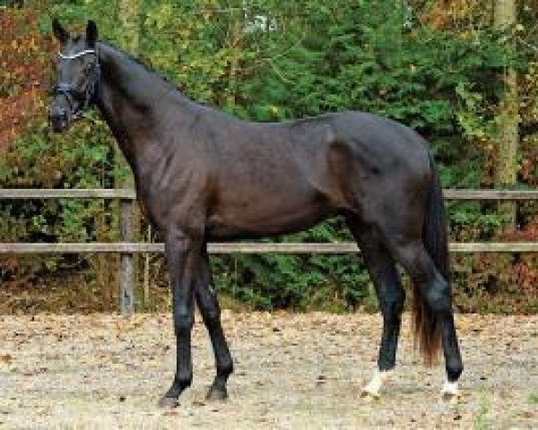 dressage horse Tampere (Danish Warmblood, 2011, from Tailormade Temptation)