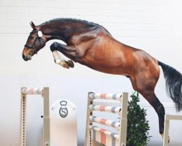 stallion Conan G (Oldenburg, 2011, from Cum Laude 5)