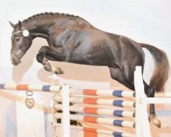 stallion Cornet's Diamond SN (Swedish Warmblood, 2011, from Cornet Obolensky)