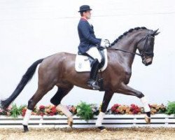 dressage horse Shades of Grey (Oldenburg, 2010, from Sir Donnerhall I)