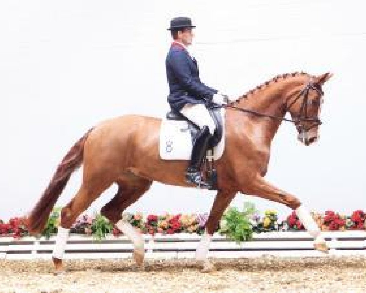 Dressurpferd Farah Diba WS (Oldenburger, 2009, von Sir Donnerhall I)