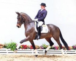 broodmare Feine Sonne (Oldenburg, 2010, from Fürstenball)