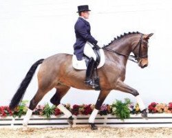 dressage horse Ludwig 221 (Oldenburg, 2005, from Laurentio)