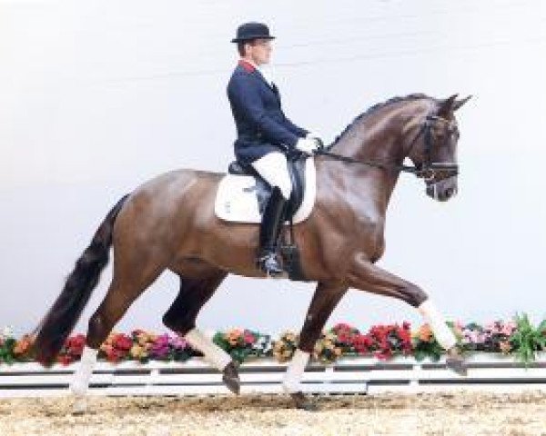 dressage horse Doruto Style (Oldenburg, 2010, from Dalhems Diomedes)