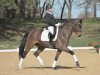 dressage horse Quality Chocolate (German Sport Horse, 2008, from Quaterback)