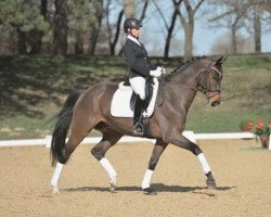 dressage horse Quality Chocolate (German Sport Horse, 2008, from Quaterback)