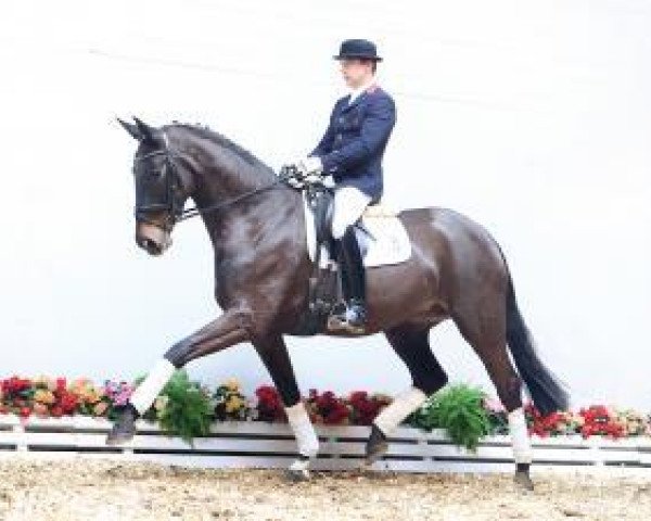 dressage horse Druschba (Oldenburg, 2009, from Diamond Hit)