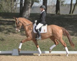 dressage horse Quarzin (German Sport Horse, 2010, from Quaterback)