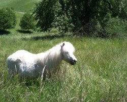 horse Helmar (Shetland Pony, 1990, from Heswick of Transy)