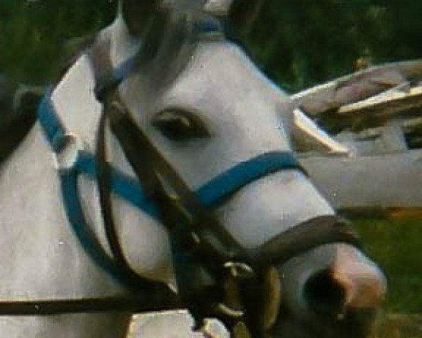 Pferd Jasmijn (Welsh-Mix, 1982, von Vreij's Sedan ox)