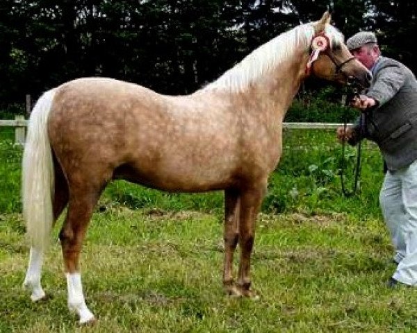 stallion Russetwood Elation (Welsh-Pony (Section B), 2004, from Eyarth Troy)