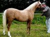 stallion Russetwood Elation (Welsh-Pony (Section B), 2004, from Eyarth Troy)