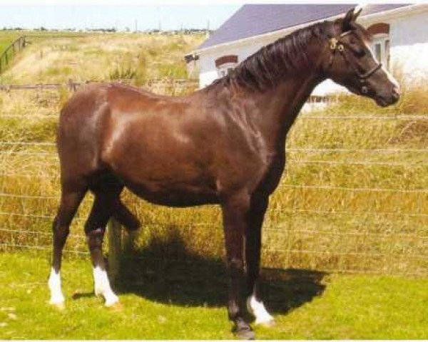 Zuchtstute Cadlanvalley Picture (Welsh Pony (Sek.B), 1999, von Millcroft Copper Lustre)