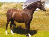 broodmare Cadlanvalley Picture (Welsh-Pony (Section B), 1999, from Millcroft Copper Lustre)