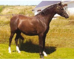 Zuchtstute Cadlanvalley Picture (Welsh Pony (Sek.B), 1999, von Millcroft Copper Lustre)