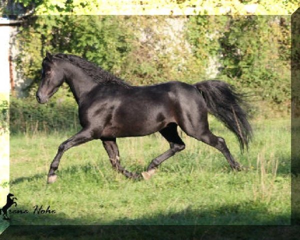 stallion Cadlanvalley Deluxe (Welsh-Pony (Section B), 2009, from Russetwood Elation)