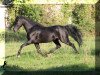 Deckhengst Cadlanvalley Deluxe (Welsh Pony (Sek.B), 2009, von Russetwood Elation)