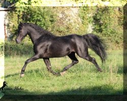 Pferd Cadlanvalley Deluxe (Welsh Pony (Sek.B), 2009, von Russetwood Elation)