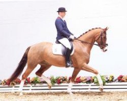 dressage horse Dr. Werner (Oldenburg, 2009, from Dr Doolittle 45)