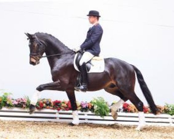 dressage horse DSDS (Oldenburg, 2010, from de Chirico)