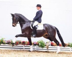 dressage horse Dsds (Oldenburg, 2010, from de Chirico)