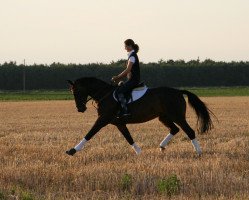 horse Walja (Rheinländer, 1992, from Worldchamp)