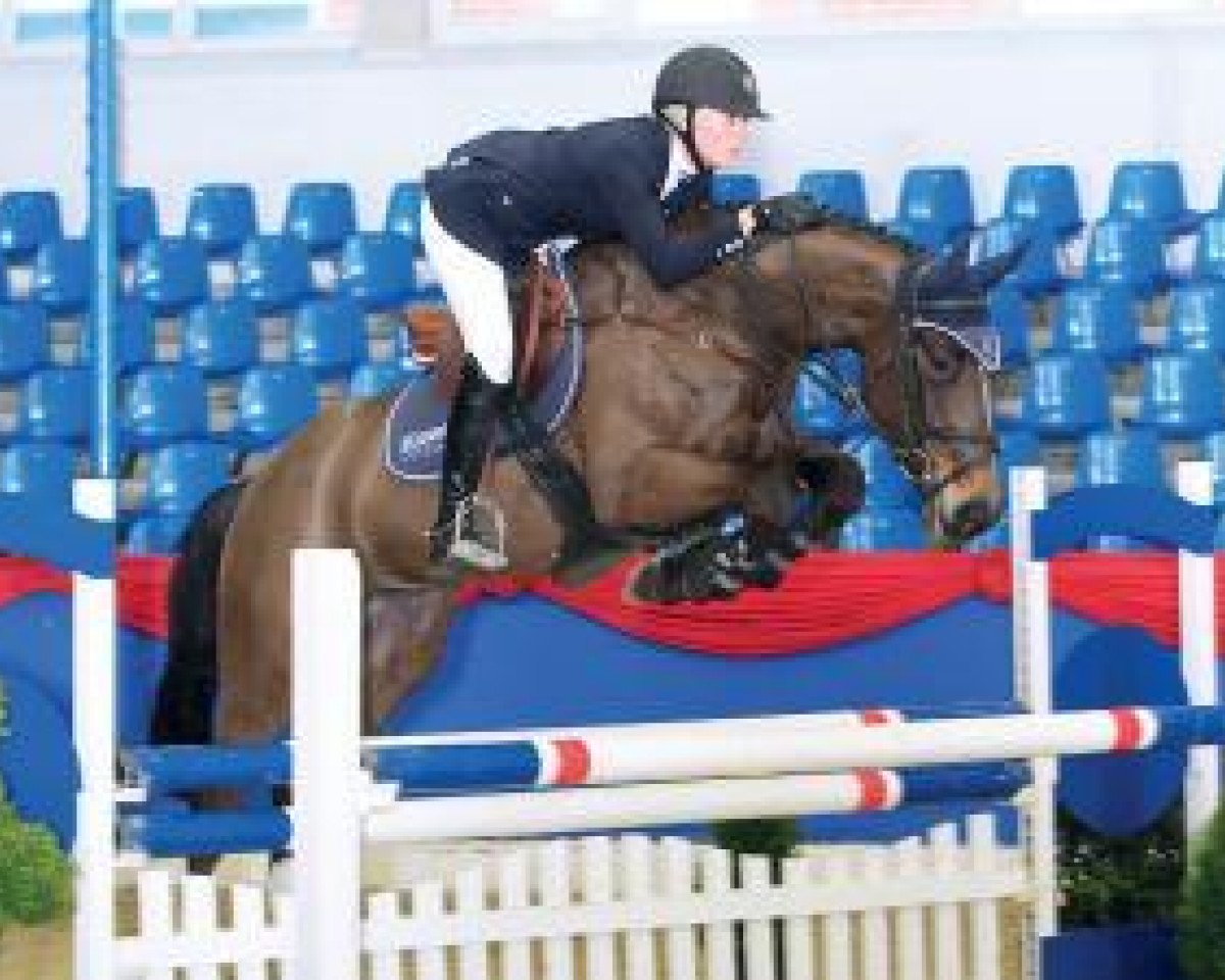 jumper Silvertops Ailton (Oldenburg show jumper, 2009, from Demet - Apokalipsis)