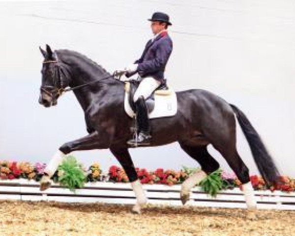 dressage horse Spirit of Füchtel (Oldenburg, 2011, from Statesman OLD)