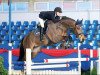 jumper Calverston (Oldenburg show jumper, 2007, from Calvaro Z)