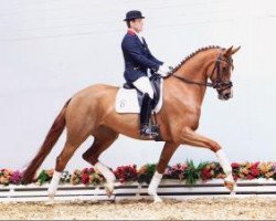 dressage horse Quirina (Oldenburg, 2010, from Quaterback)