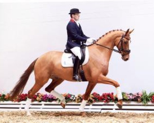 dressage horse Zuckerhut (Oldenburg, 2010, from Zack)