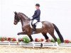 dressage horse Beyoncé (Oldenburg, 2010, from Blue Hors Bentley)